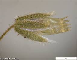 Attēlu rezultāti vaicājumam “Cerastium semidecandrum leaf”