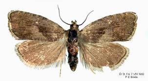 Attēlu rezultāti vaicājumam “Dichrorampha simpliciana”