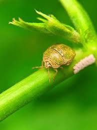 Attēlu rezultāti vaicājumam “Cribraria cancellata young”