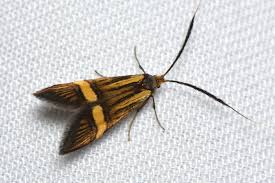 Attēlu rezultāti vaicājumam “Nemophora metallica”