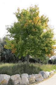 Attēlu rezultāti vaicājumam “Acer negundo”