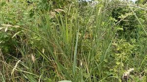 Attēlu rezultāti vaicājumam “Bromopsis inermis leaf”