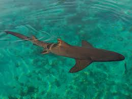 Image result for Negaprion brevirostris