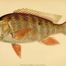 Image result for Lutjanus analis