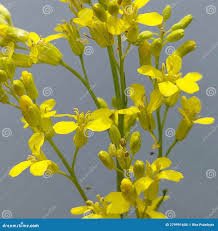 Attēlu rezultāti vaicājumam “Bunias orientalis flower”