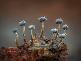 Attēlu rezultāti vaicājumam “Physarum diderma macro”