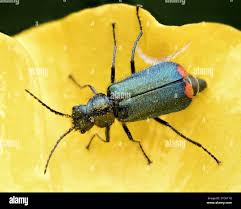 Attēlu rezultāti vaicājumam “Malachius bipustulatus”