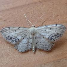 Attēlu rezultāti vaicājumam “Idaea dimidiata”