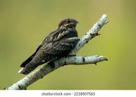 Attēlu rezultāti vaicājumam “Caprimulgus europaeus adult”