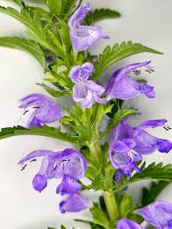 Image result for Dracocephalum moldavicum