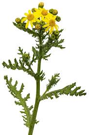 Attēlu rezultāti vaicājumam “Senecio vernalis leaf”