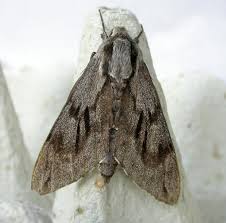 Attēlu rezultāti vaicājumam “Sphinx pinastri”