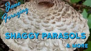 Attēlu rezultāti vaicājumam “Brefeldia maxima young”