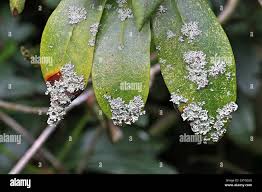 Attēlu rezultāti vaicājumam “Physcia tenella”