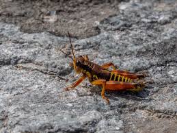 Attēlu rezultāti vaicājumam “Podisma pedestris”