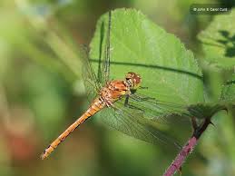 Attēlu rezultāti vaicājumam “Sympetrum sanguineum male”