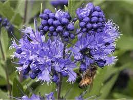 Attēlu rezultāti vaicājumam “Barbula”