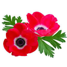 Attēlu rezultāti vaicājumam “Anemone”