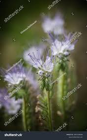 Attēlu rezultāti vaicājumam “Phacelia tanacetifolia leaf”