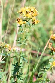 Attēlu rezultāti vaicājumam “Hypericum maculatum flower”