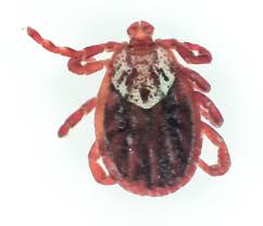 Attēlu rezultāti vaicājumam “Dermacentor reticulatus female”