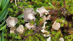 Attēlu rezultāti vaicājumam “Arrhenia spatulata”