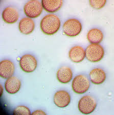 Attēlu rezultāti vaicājumam “Physarum bryocorticola”