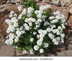 Image result for Iberis amara