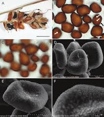Attēlu rezultāti vaicājumam “Anthracoidea”