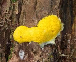 Attēlu rezultāti vaicājumam “Fuligo septica var. flava”