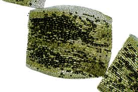 Attēlu rezultāti vaicājumam “Leucobryum juniperoideum”