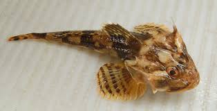 Image result for Myoxocephalus octodecemspinosus