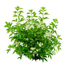 Attēlu rezultāti vaicājumam “Galium odoratum fruit”