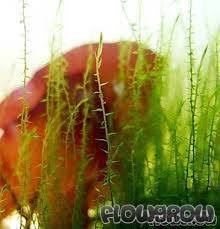 Attēlu rezultāti vaicājumam “Drepanocladus aduncus”