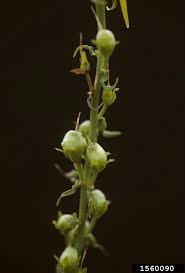 Attēlu rezultāti vaicājumam “Linaria vulgaris bud”