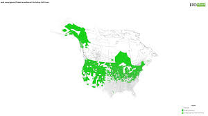 Attēlu rezultāti vaicājumam “Phalaroides arundinacea fruit”