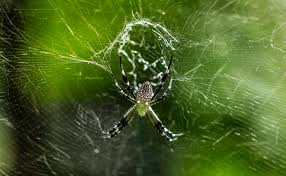 Attēlu rezultāti vaicājumam “Araneidae”