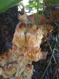 Attēlu rezultāti vaicājumam “Sarcodontia crocea”