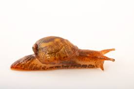 Attēlu rezultāti vaicājumam “Succinea”