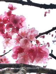 Image result for 緋寒桜
