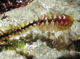 Attēlu rezultāti vaicājumam “Scapania undulata”