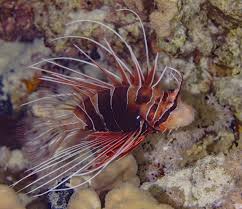 Image result for Pterois radiata
