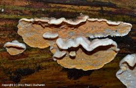 Attēlu rezultāti vaicājumam “Skeletocutis amorpha”