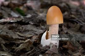 Attēlu rezultāti vaicājumam “Amanita crocea”