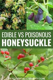 Attēlu rezultāti vaicājumam “Lonicera caprifolium fruit”