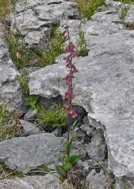 Attēlu rezultāti vaicājumam “Epipactis atrorubens fruit”