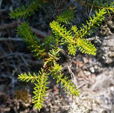 Attēlu rezultāti vaicājumam “Empetrum nigrum leaf”