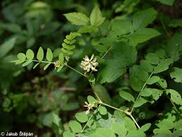 Attēlu rezultāti vaicājumam “Astragalus glycyphyllos flower”