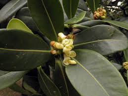 Attēlu rezultāti vaicājumam “Clusiaceae”