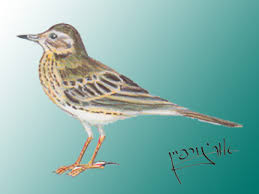 Image result for Anthus hodgsoni